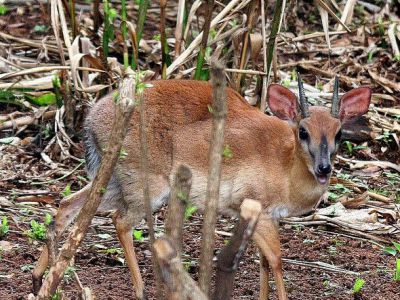 Mitchell Park, Durban