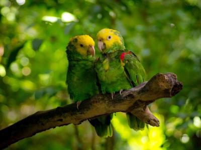 Xaman Ha Aviary, Playa del Carmen
