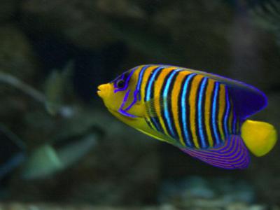 Red Sea Aquarium, Hurghada