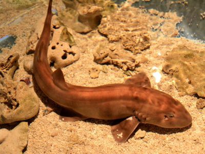 Aquaria KLCC, Kuala Lumpur