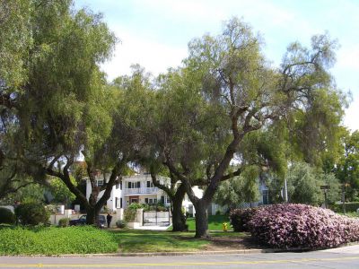 Presidio Park, San Diego