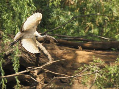 Austin Roberts Bird Sanctuary, Pretoria
