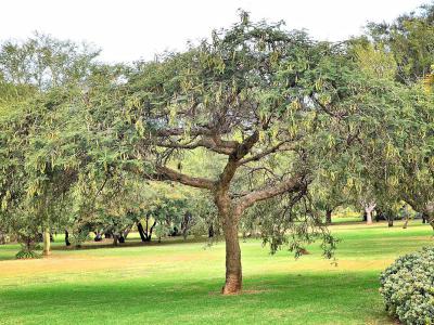 Jan Cilliers Park, Pretoria