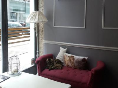 Le Comptoir des Chats (Cat Cafe)