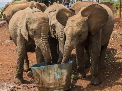 Sheldrick Elephant Orphanage, Nairobi
