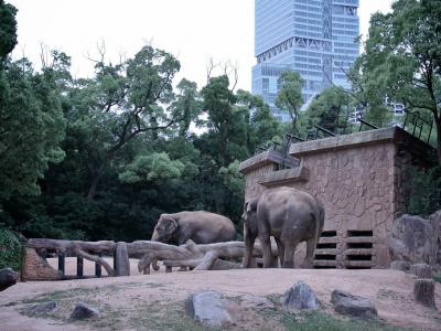Tennoji Zoo, Osaka