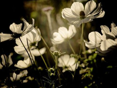 Henry Bloomfield House, Vancouver