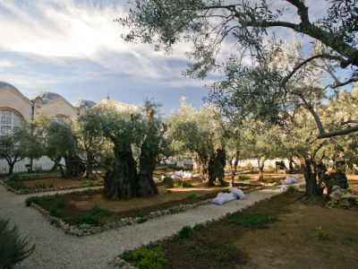 Garden of Gethsemane, Jerusalem