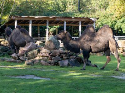 Rotterdam Zoo, Rotterdam