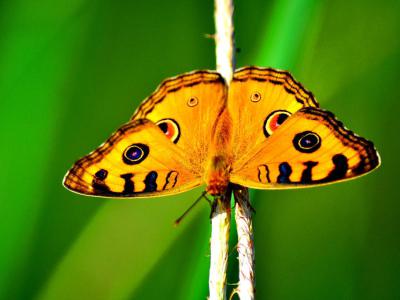 Butterfly House, Varna