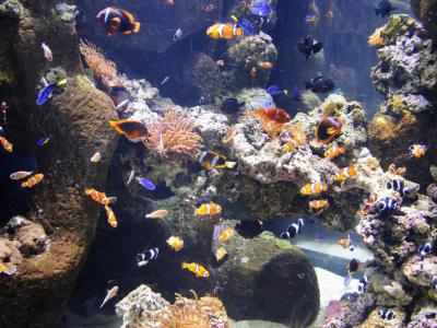 Aqua Vega Aquarium, Ankara