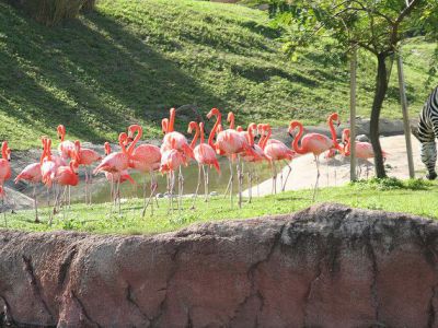Busch Gardens, Tampa