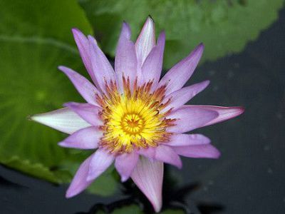 Ladawan Palace, Bangkok