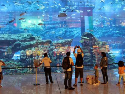 Dubai Aquarium and Underwater Zoo, Dubai