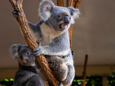 Lone Pine Koala Sanctuary, Brisbane