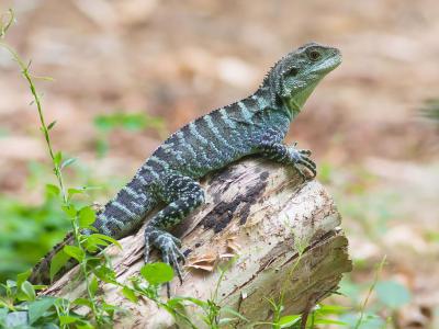 The Australian Reptile Center, Canberra