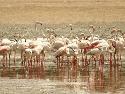 Jumeirah Al Khor, Dubai