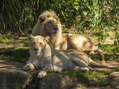 National Zoo and Aquarium, Canberra