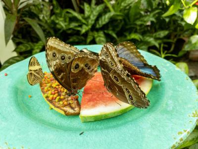 Key West Butterfly & Nature Conservatory, Key West