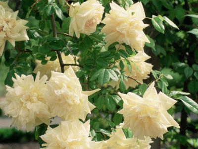 Hadley Park, Nashville