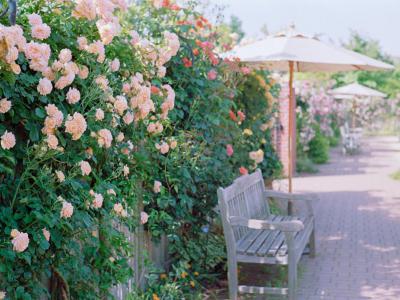 Rose Garden, Yokohama