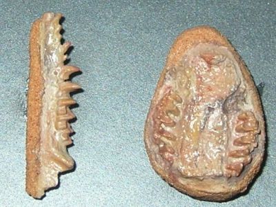 Museum of Evolution and Institute of Paleobiology, Warsaw