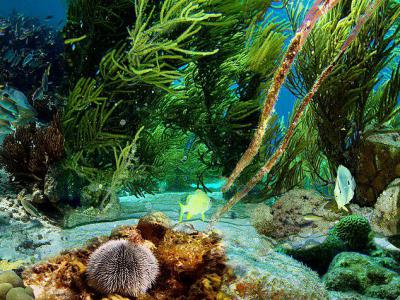 Digital Diver, Cairns