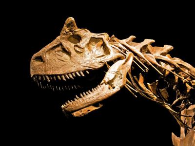 National Museum of Natural History, Ankara