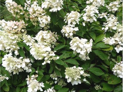 Cominos House, Cairns