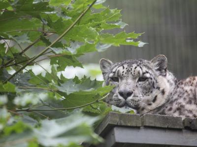 Korkeasaari Zoo, Helsinki