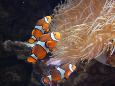 National Aquarium Abu Dhabi, Abu Dhabi