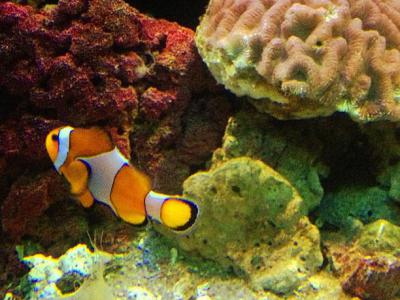 Sea World Jakarta, Jakarta