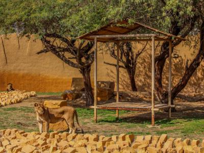 Riyadh Zoo, Riyadh