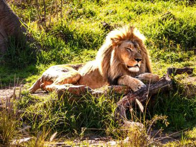 National Zoological Gardens of South Africa, Pretoria