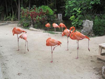 Ardastra Gardens and Zoo