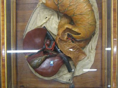 Luigi Cattaneo Anatomical Wax Model Museum, Bologna