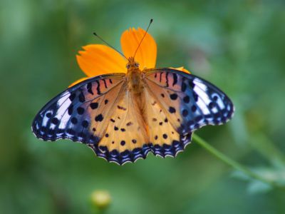 Bird Sanctuary, Melaka