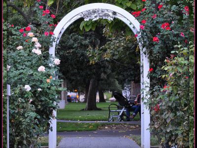 International World Peace Rose Gardens, Sacramento