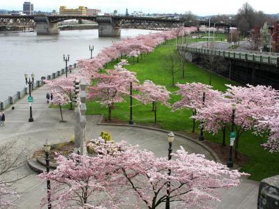 Tom McCall Waterfront Park, Portland