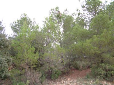 Maysaloun Park, Aleppo