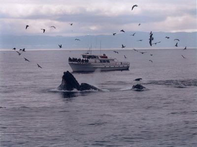 Chris' Fishing Trips & Whale Watching, Monterey