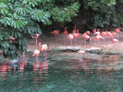 Parque Zoologico Nacional (National Zoo Park), Santo Domingo