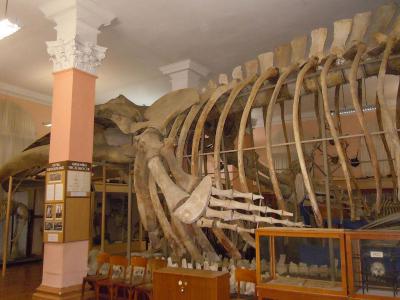 Zoological Museum of the Odessa National University of I. I. Mechnicov, Odessa