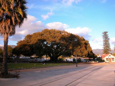 Moreton Bay Fig Tree, Santa Barbara
