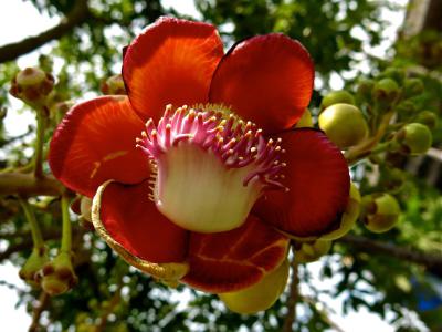 Jardin Botanico de Acapulco (Acapulco Botanical Garden), Acapulco