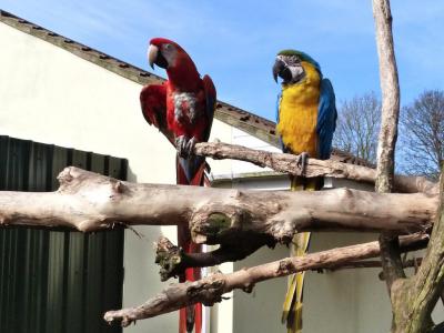 Tropical Birdland, Leicester