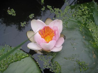 Park of the Guirlande