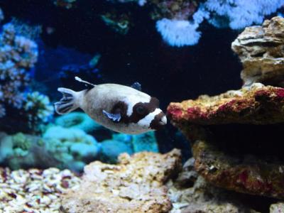 Oceanarium Lviv, Lviv