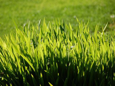 Devendorf Park, Carmel