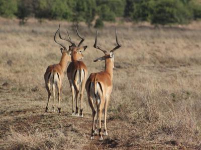 Nairobi National Park, Nairobi